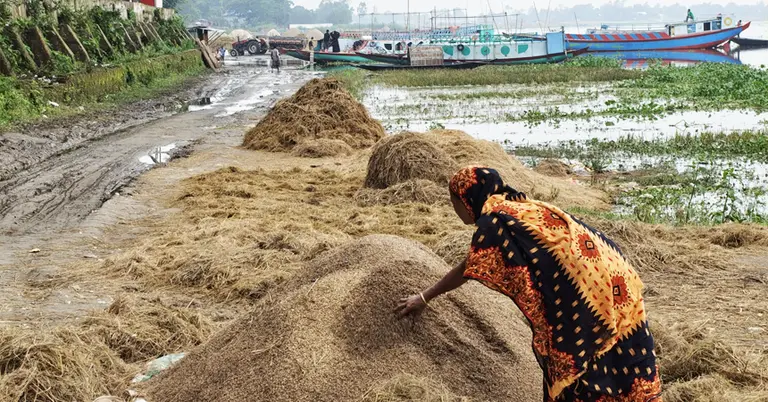 বিপর্যস্ত সেই কৃষাণী
